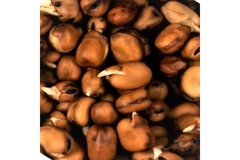 Image Seeds